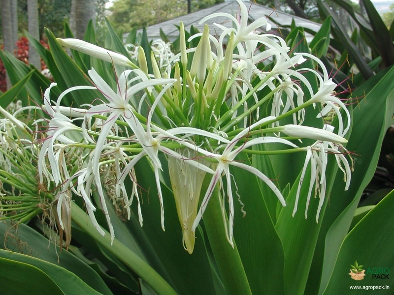 Giant-Crinum-Lily3