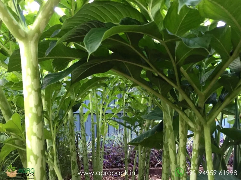 Giant-Elephant-Foot-Yam1