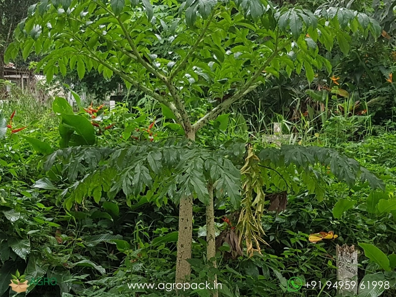 Giant-Elephant-Foot-Yam2