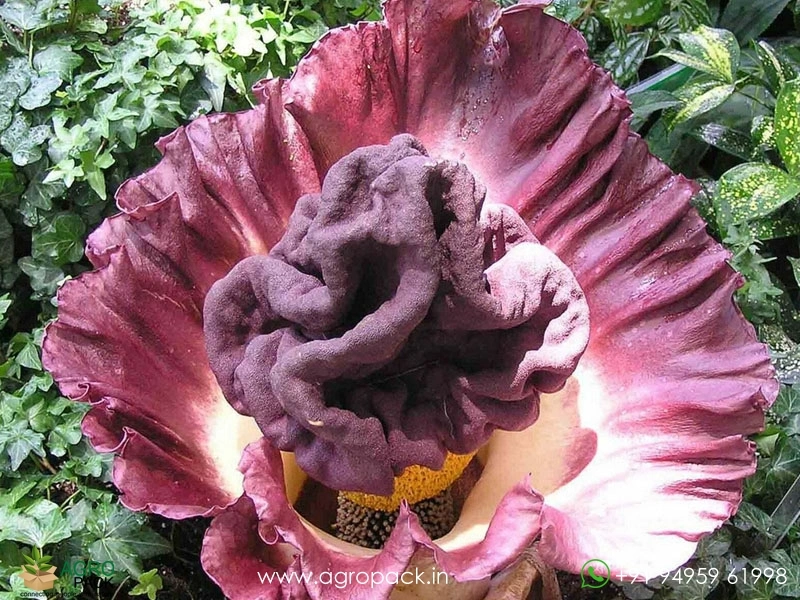 Giant-Elephant-Foot-Yam3