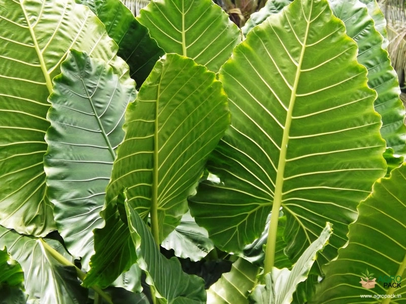 Giant-Taro1