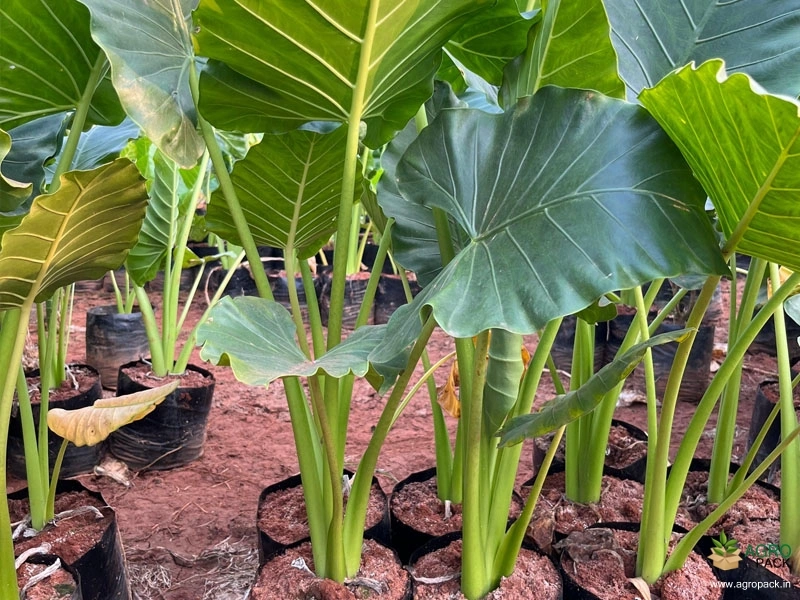 Giant-Taro2