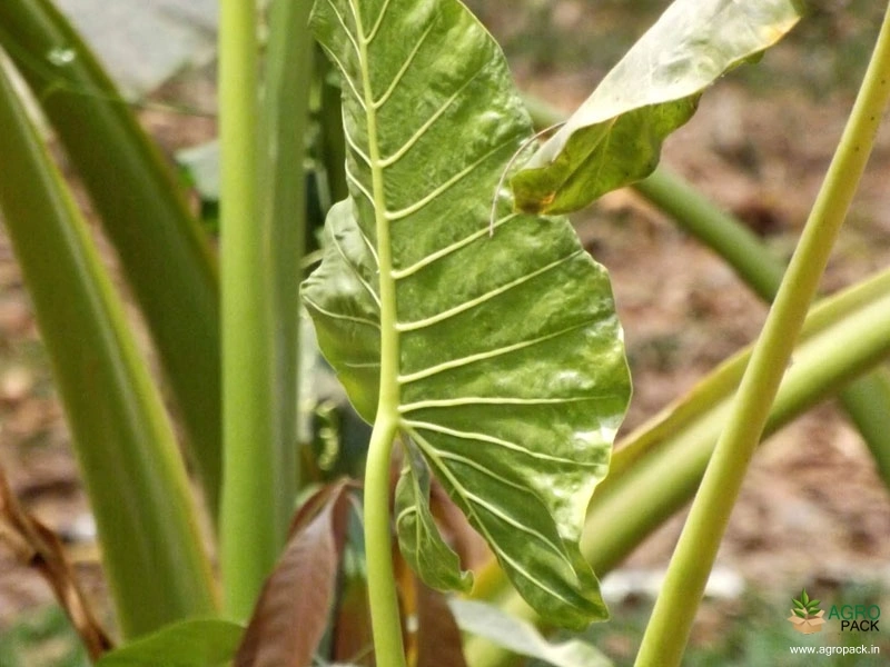 Giant-Taro3