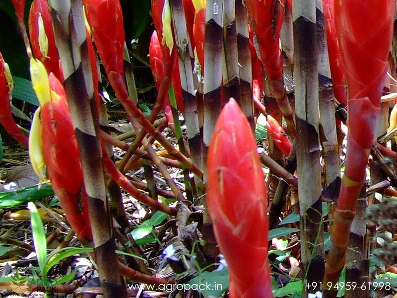 Ginger-Bamboo1
