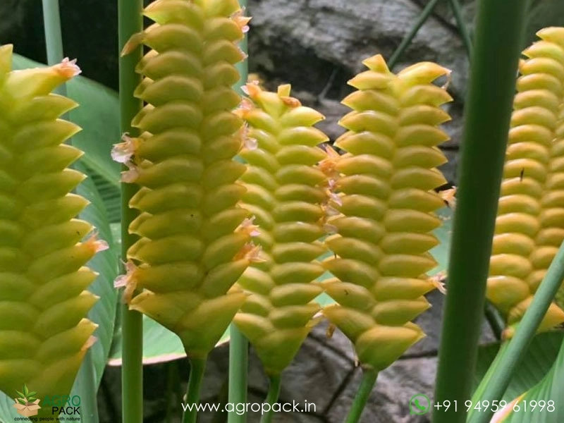 Ginger-Calathea-Rattlesnake1