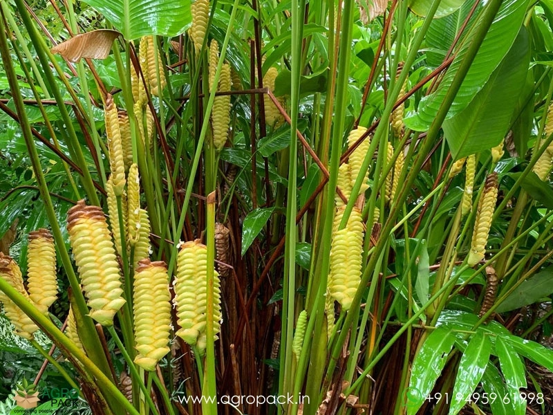 Ginger-Calathea-Rattlesnake3