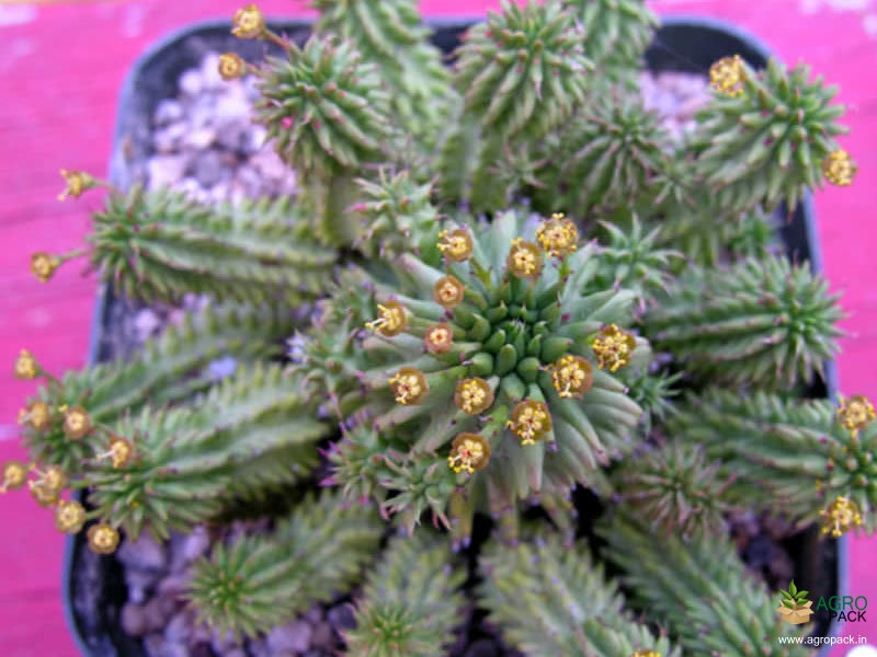 Giromagi-cactus2