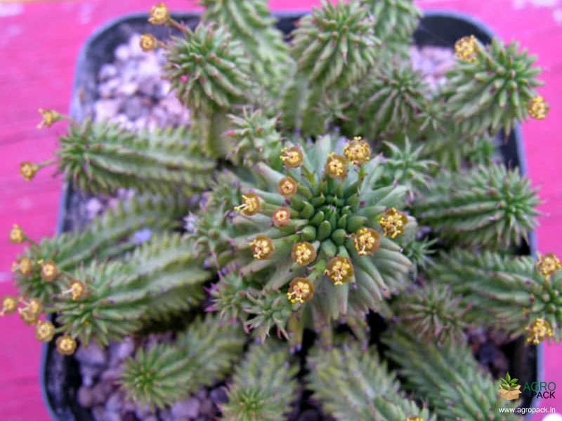 Giromagi-cactus2