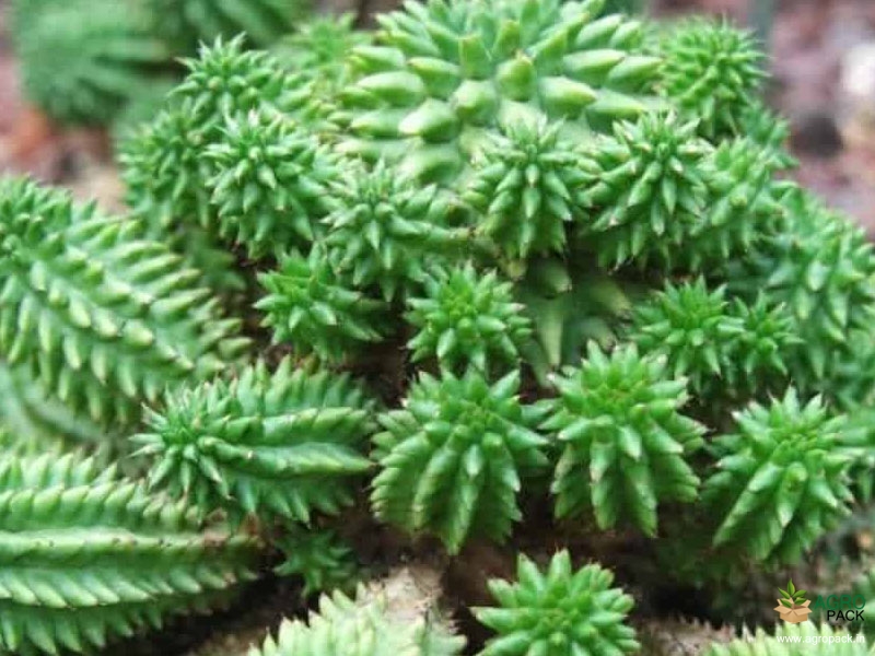 Giromagi-cactus3