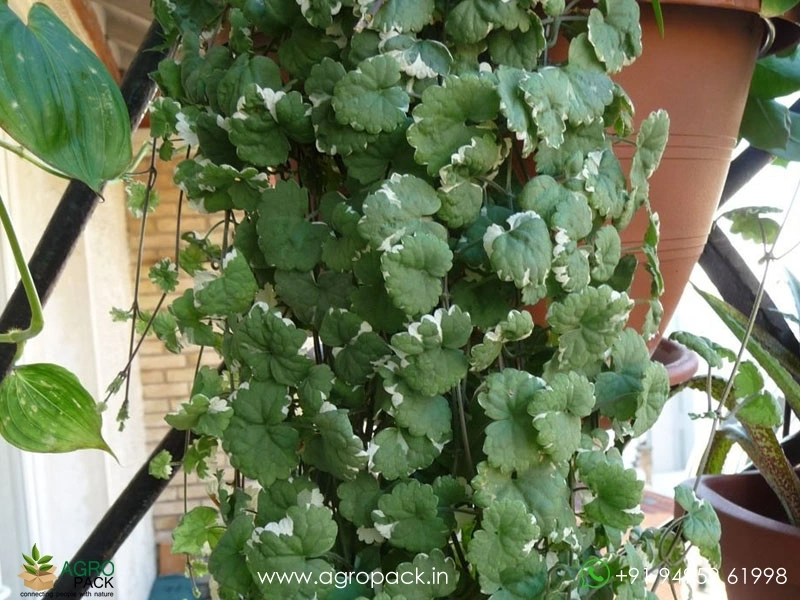 Glechoma-hederacea-Variegata3