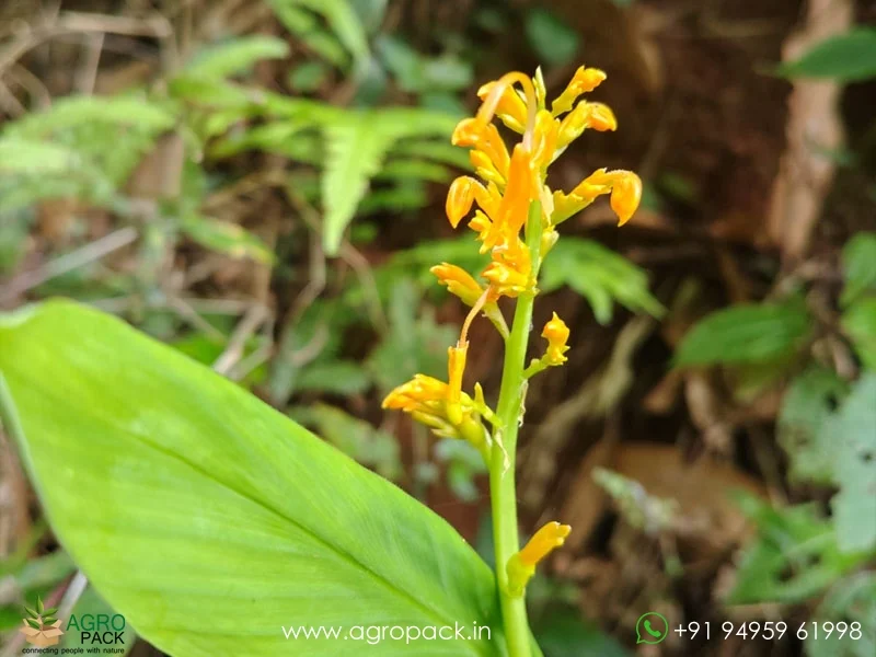 Globba-Schomburgkii-Dancing-Girl-Ginger1