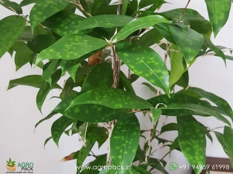 Gold-Dust-Creeping-Milky-Bamboo3