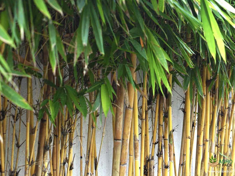 Golden-Bamboo5