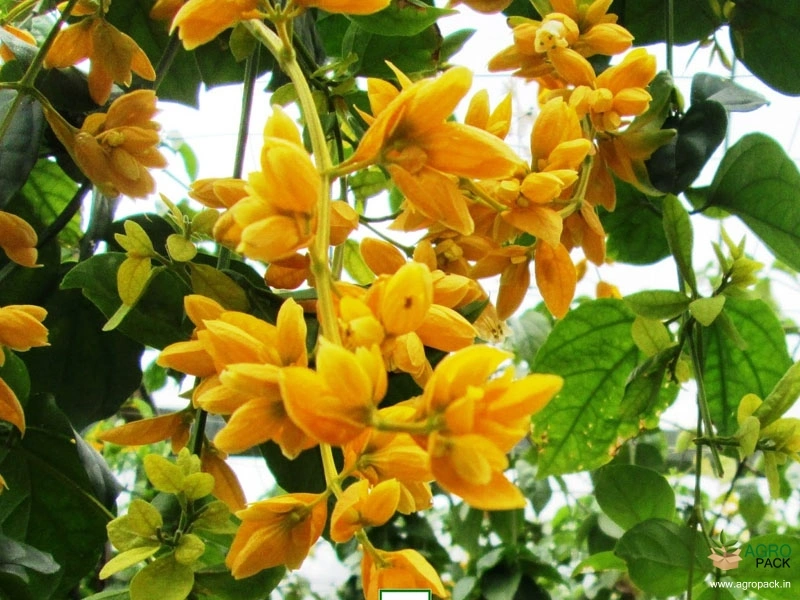 Golden-Cascade1