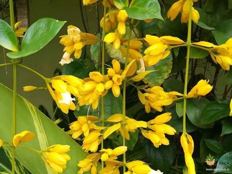 Golden-Cascade2