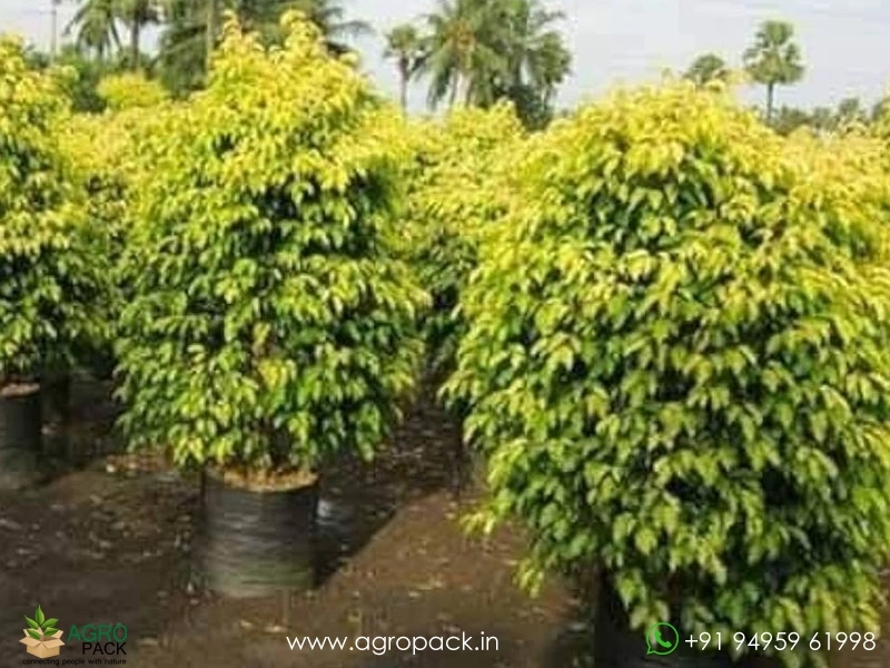 Golden-Ficus1