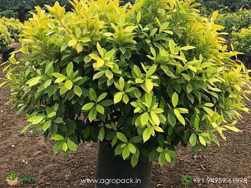 Golden-Ficus3