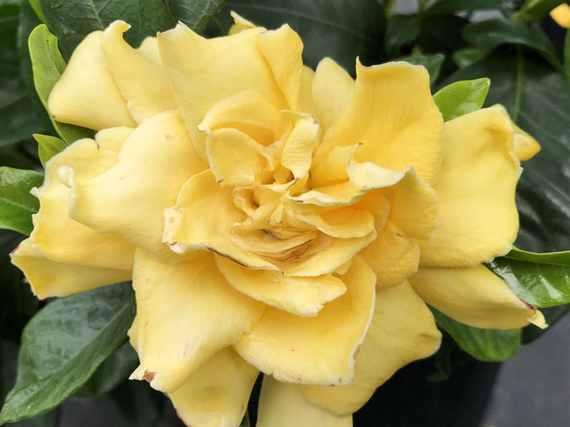 Golden-Gardenia2