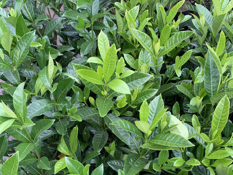 Golden-Gardenia3
