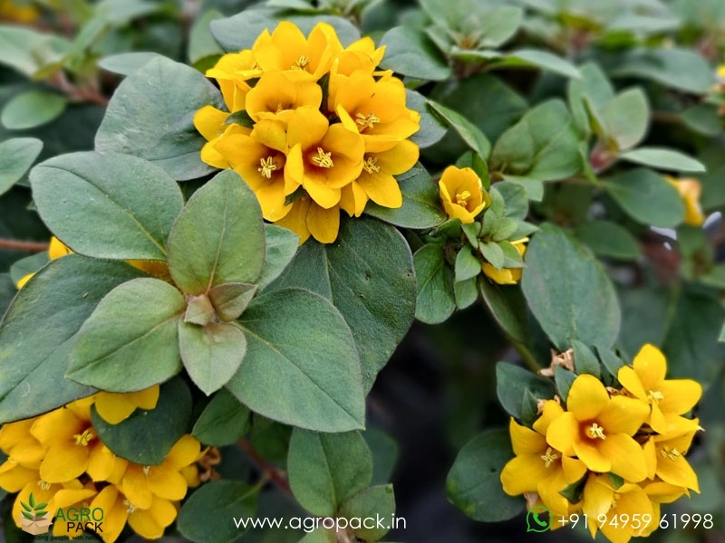 Golden-Globes-Loosestrife1