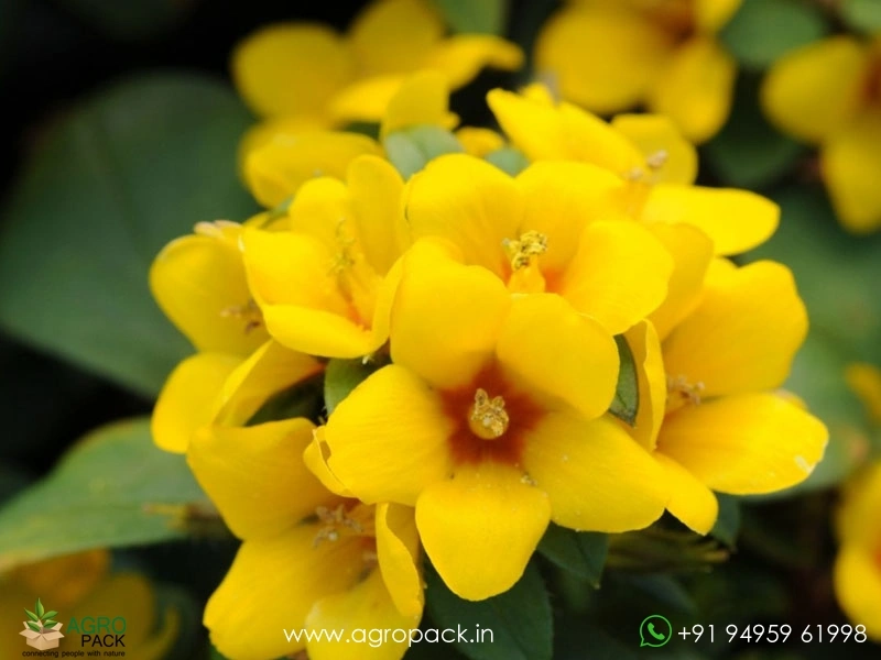 Golden-Globes-Loosestrife2