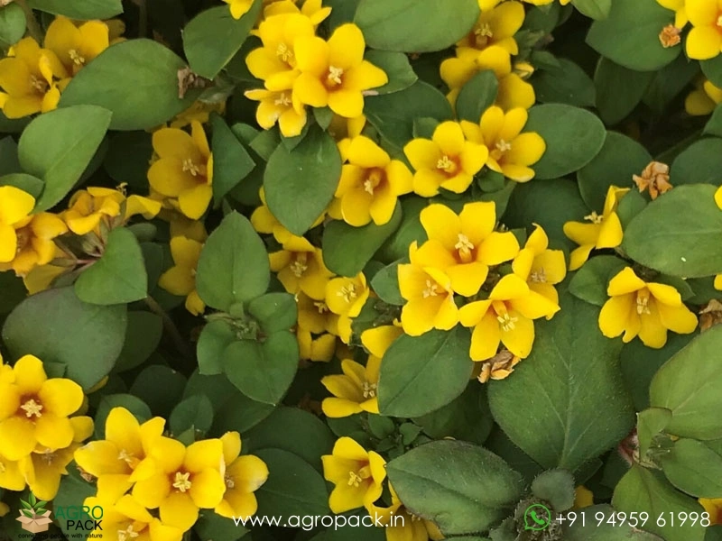 Golden-Globes-Loosestrife3