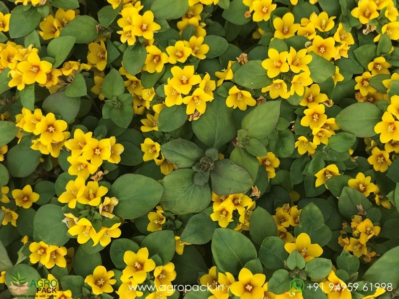 Golden-Globes-Loosestrife4