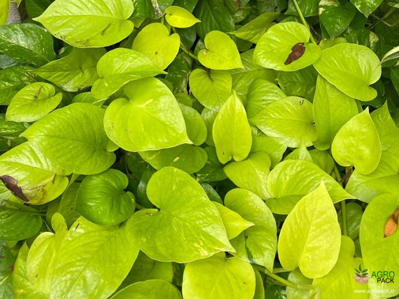 Golden-Money-Plant1