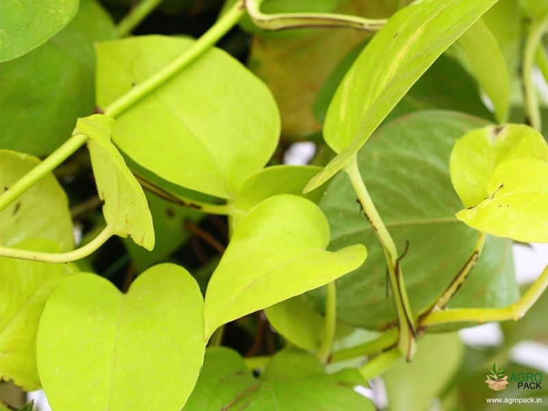 Golden-Money-Plant3