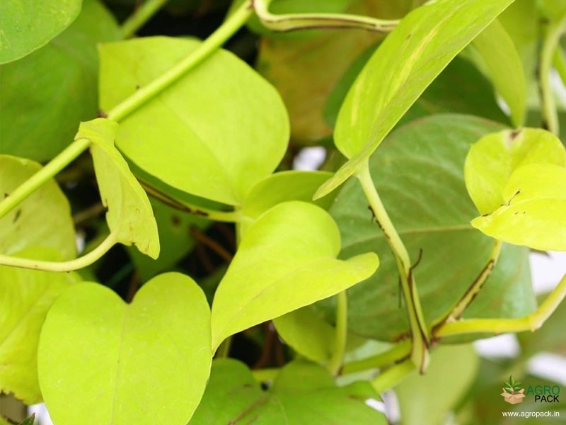 Golden-Money-Plant3