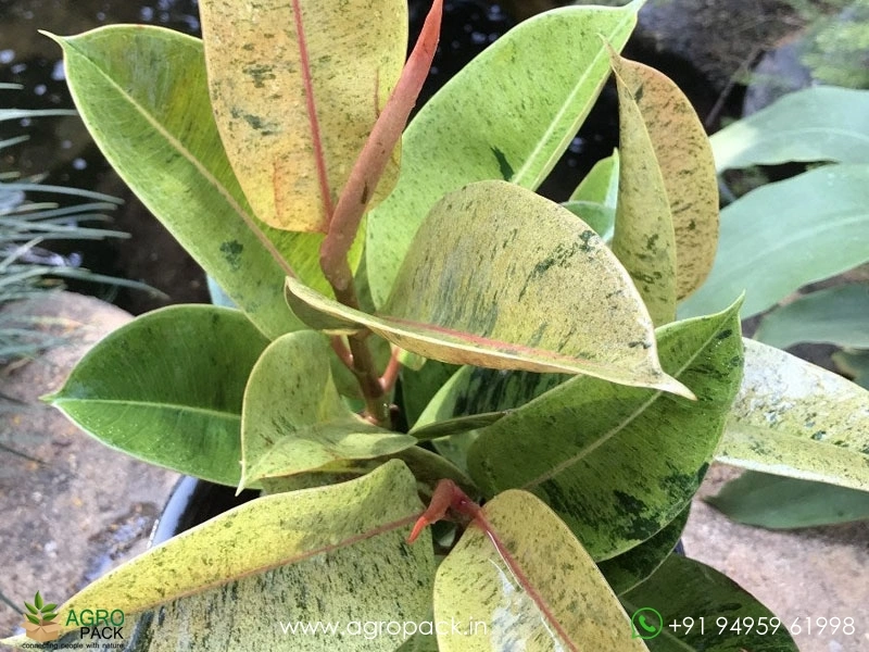 Golden-Shivereana-Rubber-Plant1