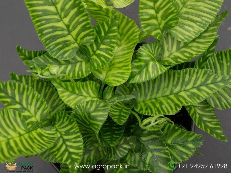 Golden-Zebra-Fern1
