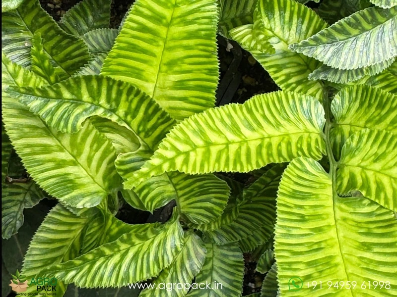 Golden-Zebra-Fern2