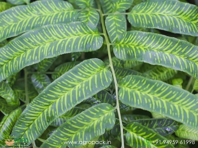 Golden-Zebra-Fern3