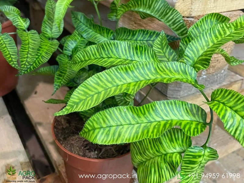 Golden-Zebra-Fern5