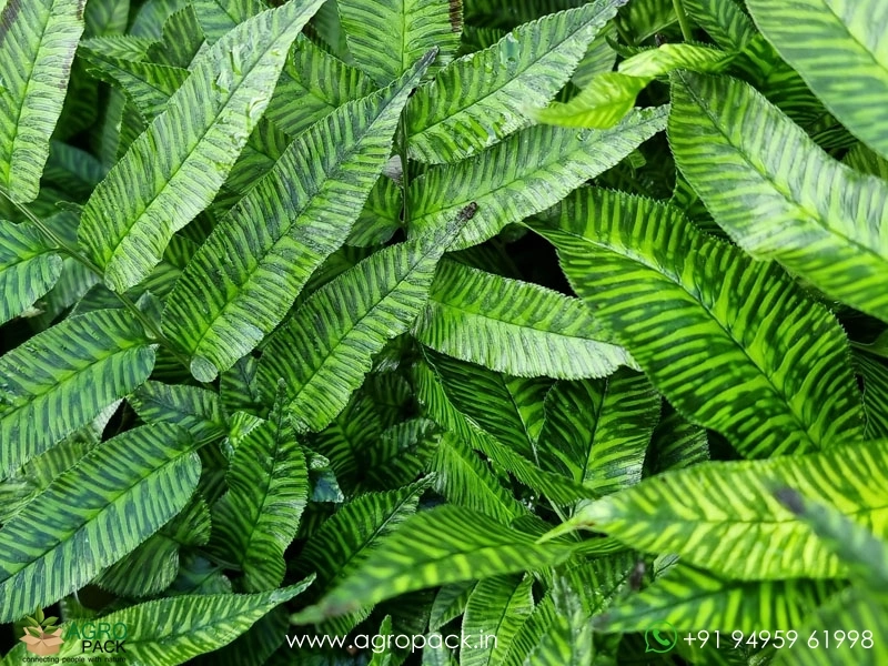 Golden-Zebra-Fern6