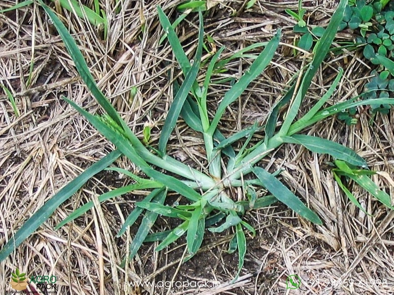 Goose-Grass3