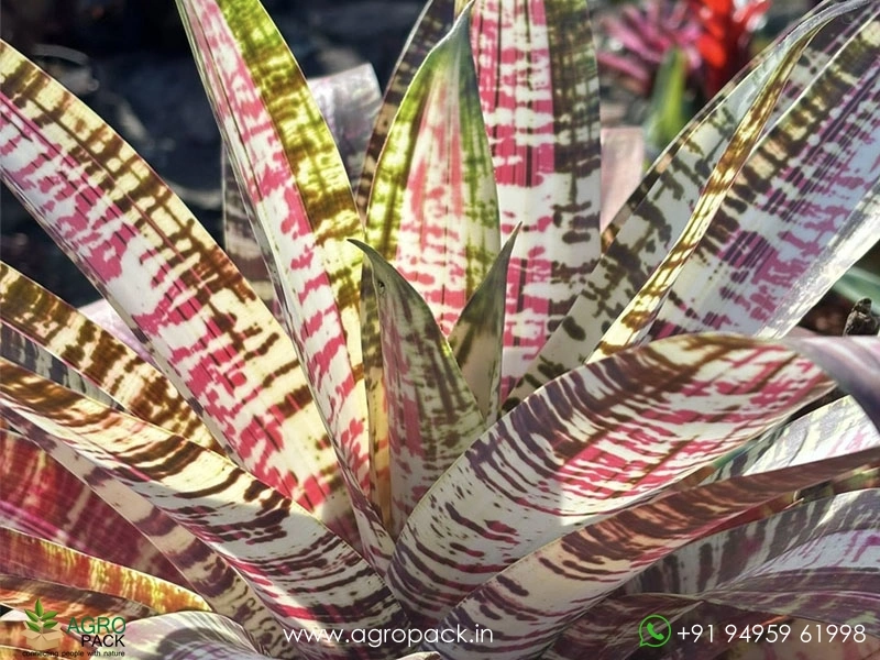Goudaea-Nazca-Bromeliad1