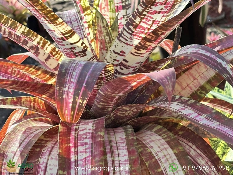 Goudaea-Nazca-Bromeliad2