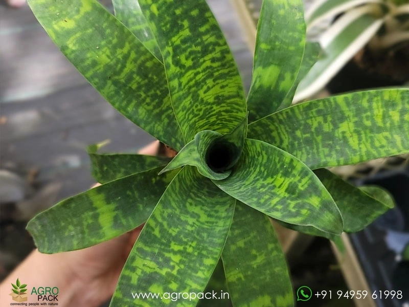 Goudaea-Ospinae-Gruberi-Bromeliad1