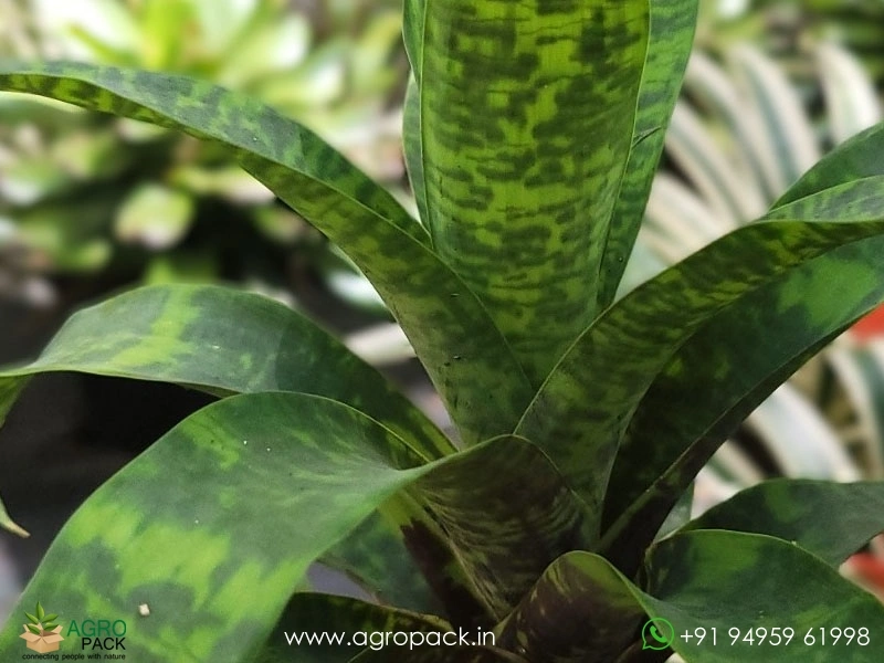 Goudaea-Ospinae-Gruberi-Bromeliad2