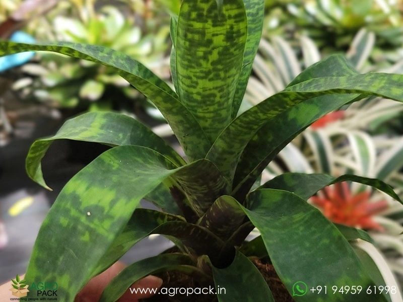 Goudaea-Ospinae-Gruberi-Bromeliad3
