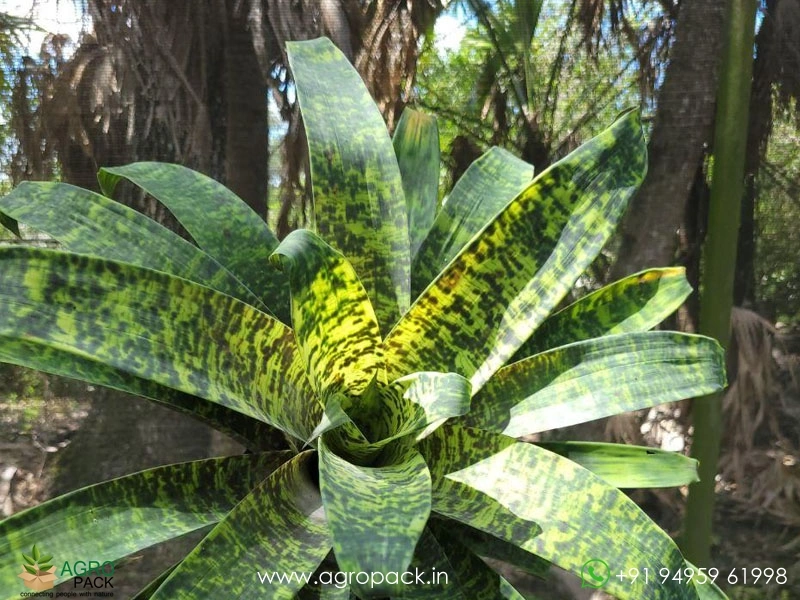 Goudaea-Ospinae-Gruberi-Bromeliad4