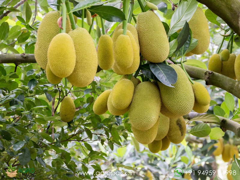 Grafted-Jackfruit5