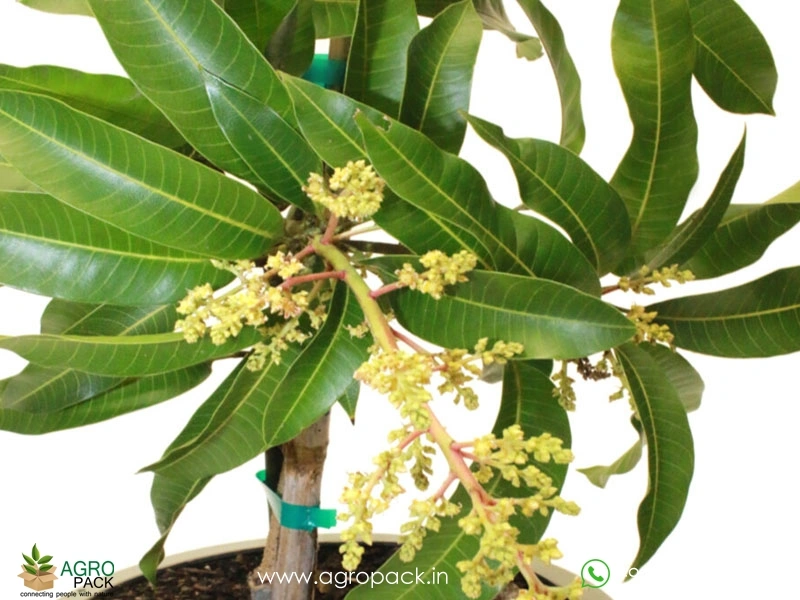 Grafted-Mango-Tree2