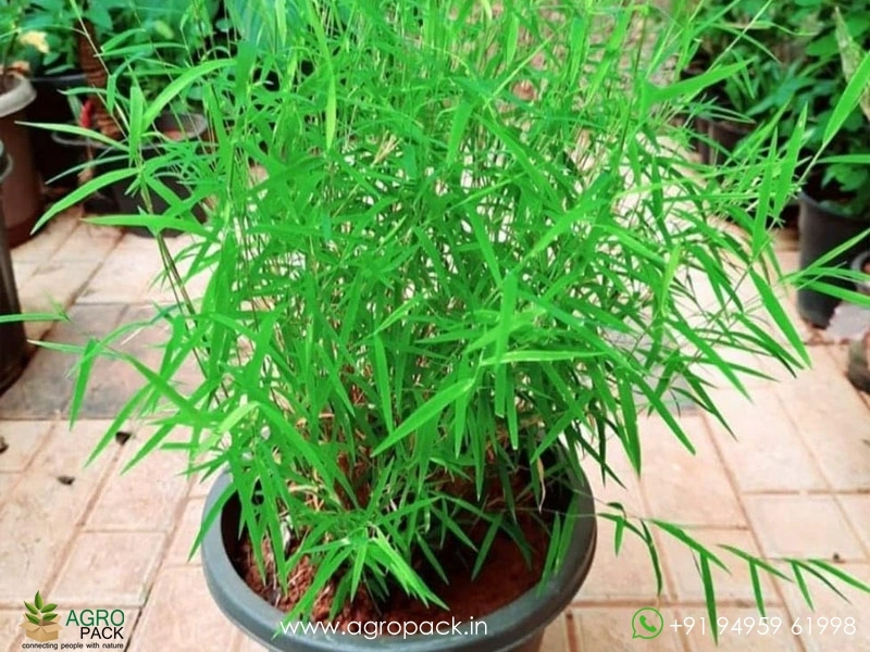 Grass-Bamboo1