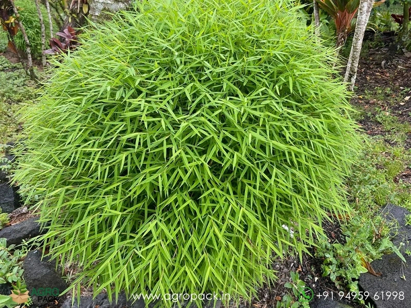 Grass-Bamboo2