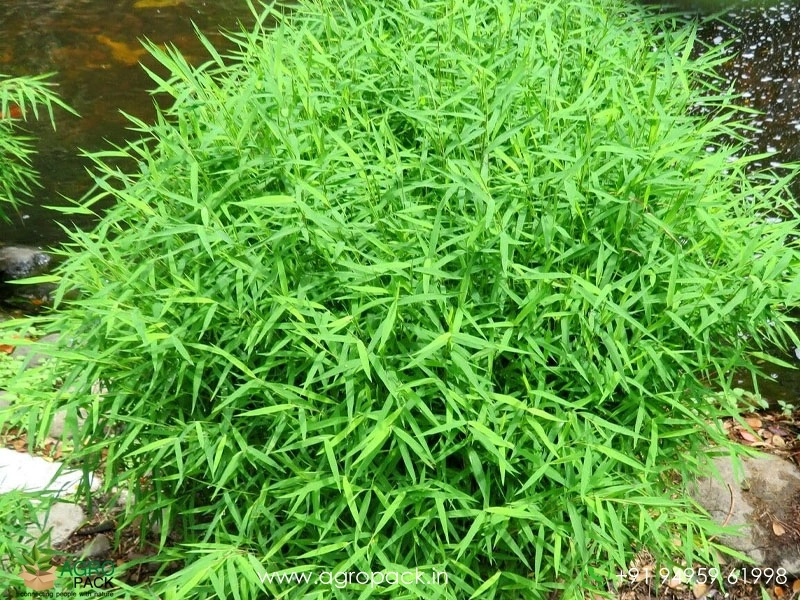 Grass-Bamboo3