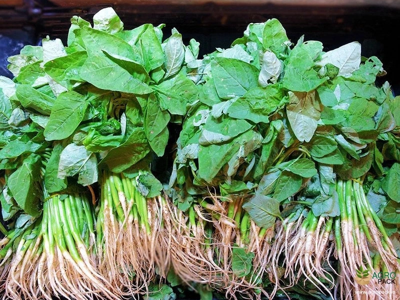 Green-Amaranth1