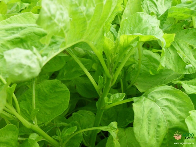 Green-Amaranth2